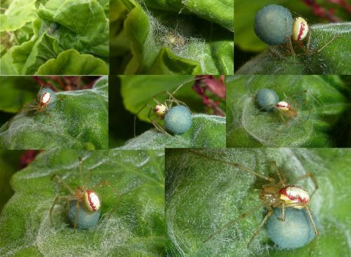 Réf. 113 334 : Enoplognatha sp.