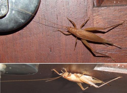 Orocharis sp.