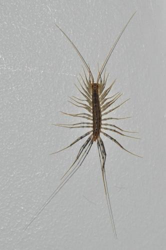 Réf. 113 086 : Scutigera coleoptrata
