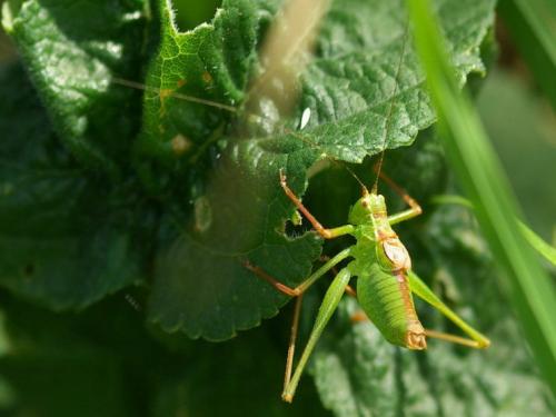Réf. 113 240 : Leptophyes punctatissima