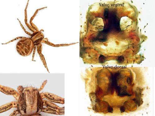 Réf. 113 036 : Xysticus cristatus