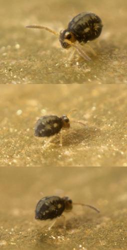 Réf. 113 794 : Sminthurinus elegans