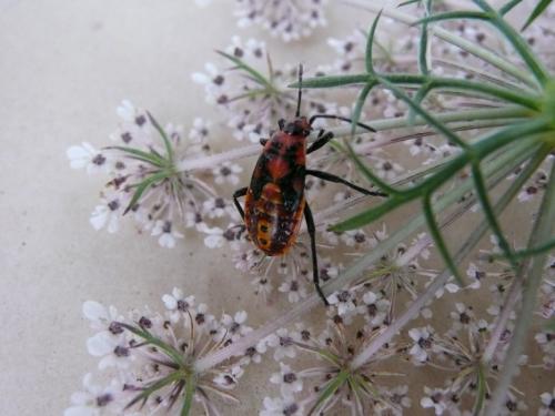 Spilostethus pandurus