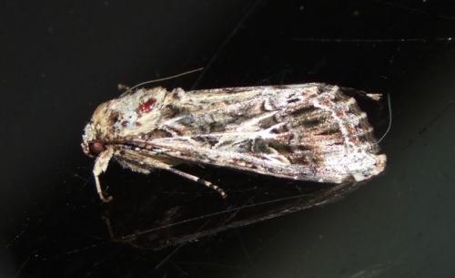 Spodoptera latifascia