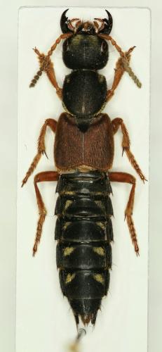 Réf. 113 927 : Staphylinus dimidiaticornis