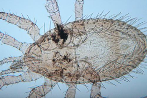 Réf. 113 272 : Steatonyssus periblepharus