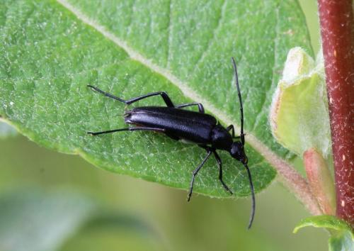 Rutpela nigra