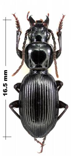 Réf. 113 816 : Pterostichus globosus ebenus