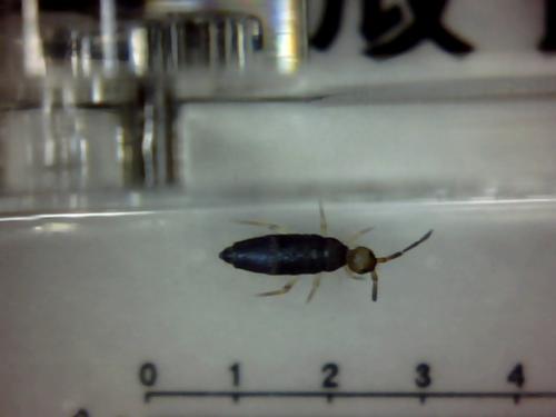 Willowsia buskii