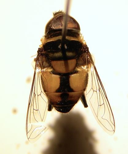 Palpada agrorum