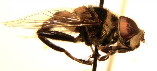 Réf. 113 828 : Palpada agrorum