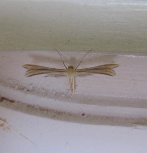 Tabulaephorus sp.