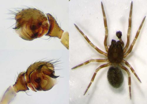 Tapinocyba mitis