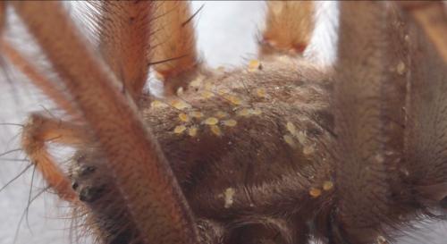 Tegenaria parietina