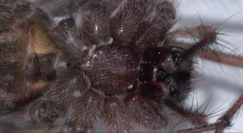 Tegenaria parietina
