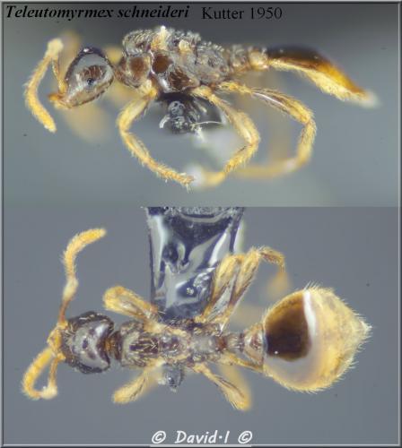 Tetramorium inquilinum