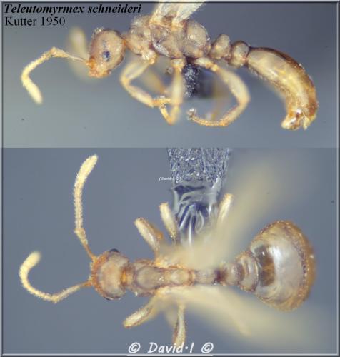 Tetramorium inquilinum