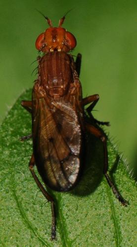 Tetanocera hyalipennis