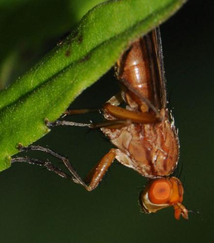 Tetanocera hyalipennis