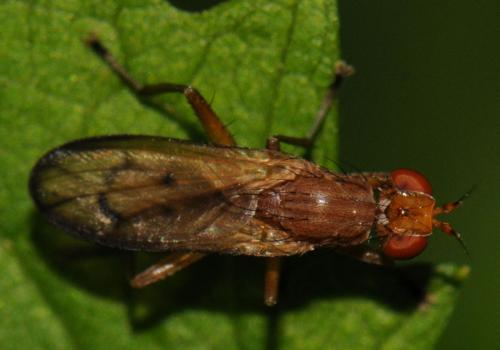 Tetanocera hyalipennis