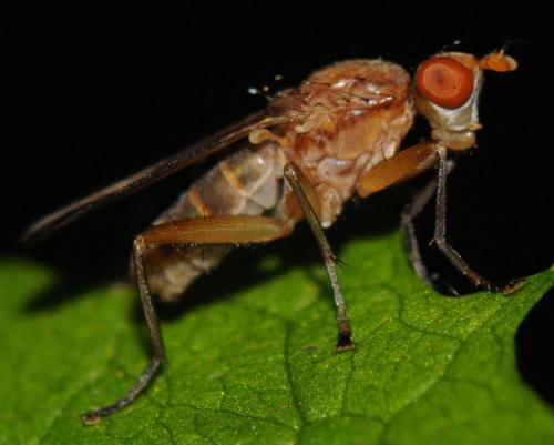 Réf. 113 432 : Tetanocera hyalipennis