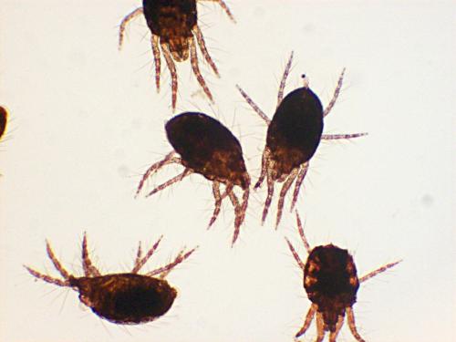 Réf. 113 436 : Tetranychus lintearius