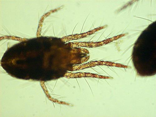 Réf. 113 437 : Tetranychus lintearius