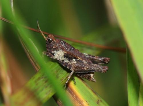 Réf. 113 314 : Tetrix undulata