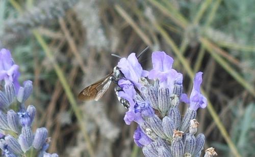 Réf. 113 477 : Thyreus sp.