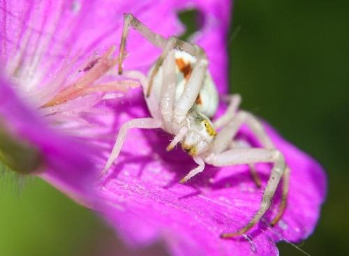 Misumena vatia