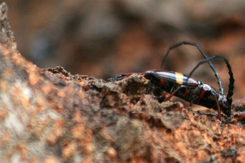 Réf. 113 442 : Lissonotus flavocinctus