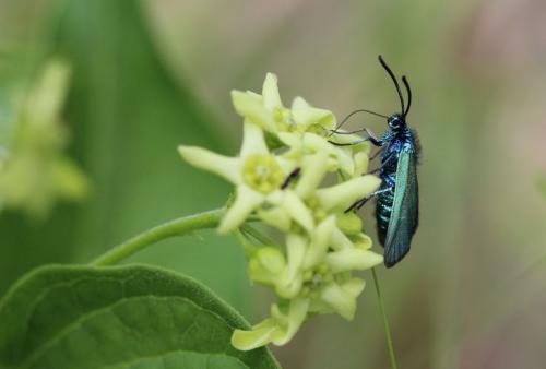 Adscita sp.