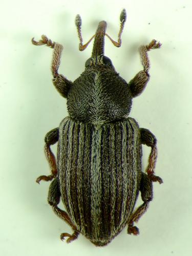 Réf. 113 776 : Tychius sp.