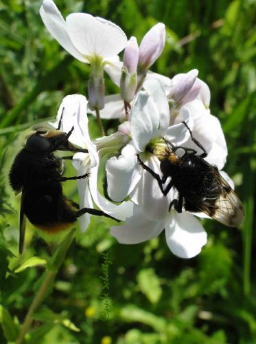 Volucella bombylans