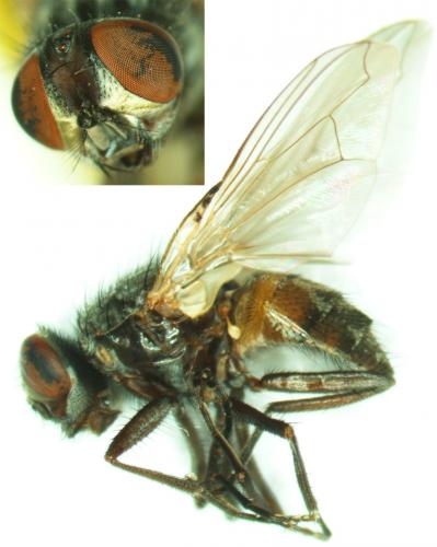 Musca domestica