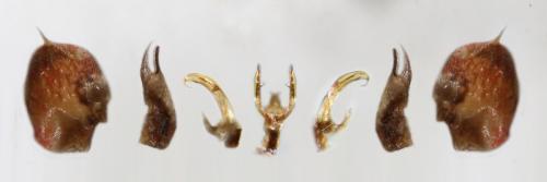 Hishimonus diffractus