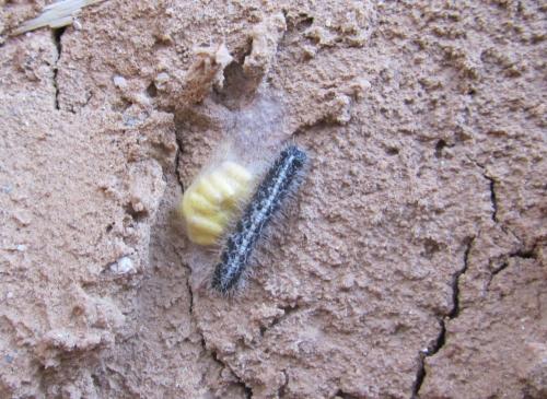 Pieris brassicae