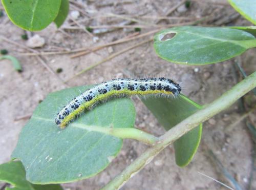 Réf. 113 891 : Pieris brassicae