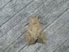 113109 – Photo : jeromebubu – France (81)
