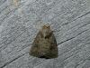 113064 – Photo : jeromebubu – France (81)