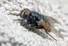 Musca autumnalis