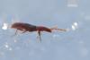 113113 – Photo : Laurent Rouschmeyer – France (67)