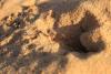 113440 – Photo : Gerard VIGO – Sahara occidental