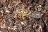 Orchesella villosa