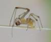 113035 – Photo : Lilycobra – France (81)