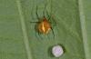 113602 – Photo : D. Martinez – Philippines