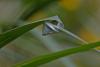 113103 – Photo : D. Martinez – Philippines
