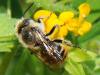 113046 – Photo : Prisca – France (05)