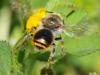113047 – Photo : Prisca – France (05)
