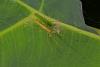 113095 – Photo : D. Martinez – Philippines